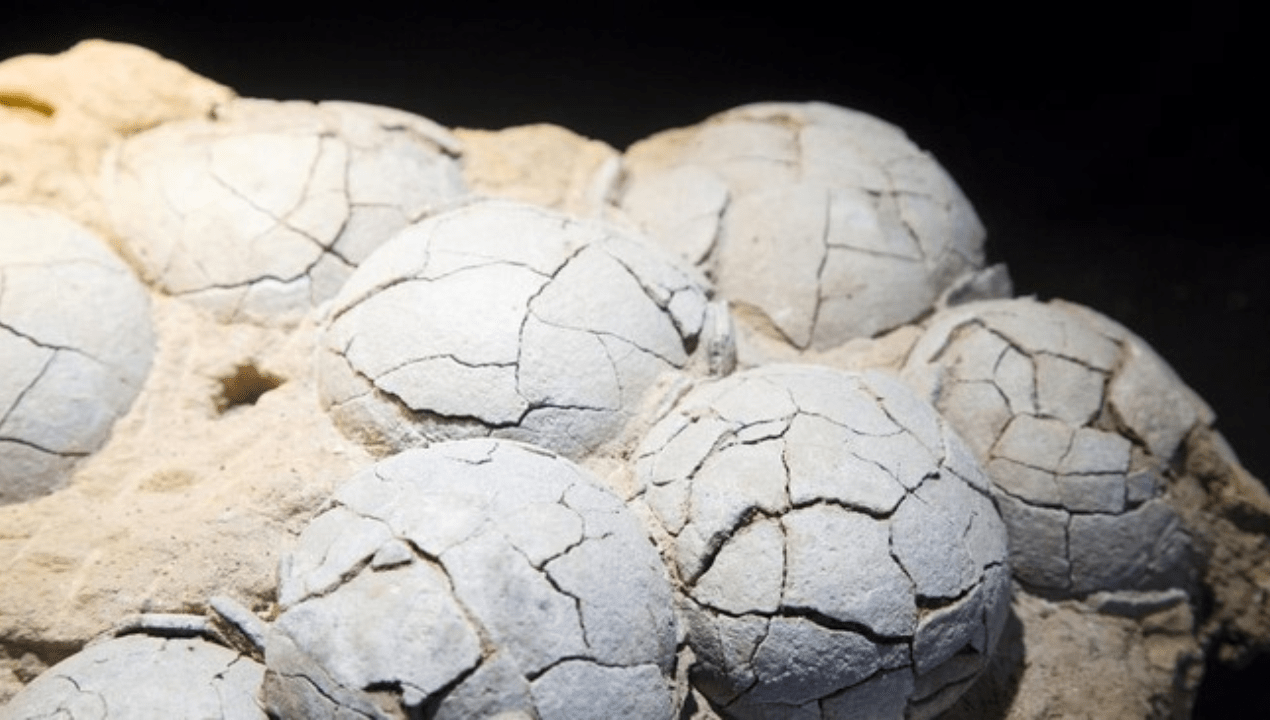 Fosil telur dinosaurus