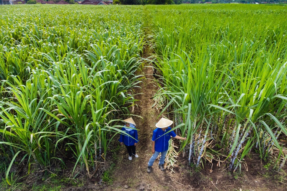 Rebana: Titik Balik Swasembada Gula Indonesia