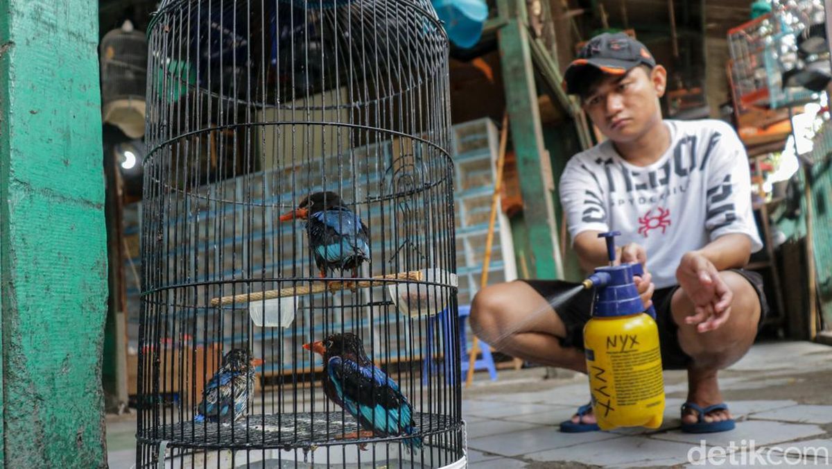 Burung Berkicau: Ekonomi Melonjak Berkat Kreatif